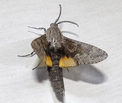 Prionoxystus robiniae