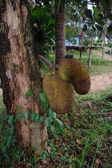 Artocarpus integer
