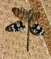 Palparini