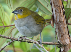 Yellow-Throated Bush-Tanager photo 1