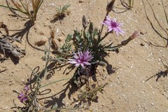 Tragopogon collinus