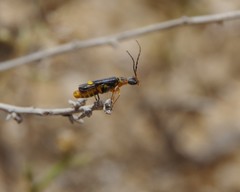 Malthinus conspicuus