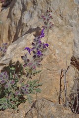 Salvia lanigera