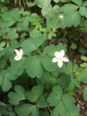 Isopyrum thalictroides