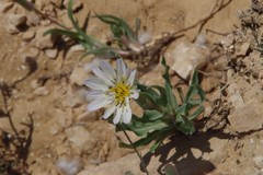 Tragopogon collinus