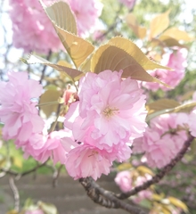 Prunus