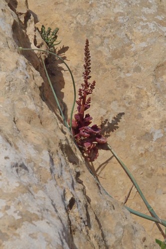 Umbilicus intermedius (Umbilicus intermedius)
