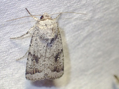 Proteuxoa amaurodes