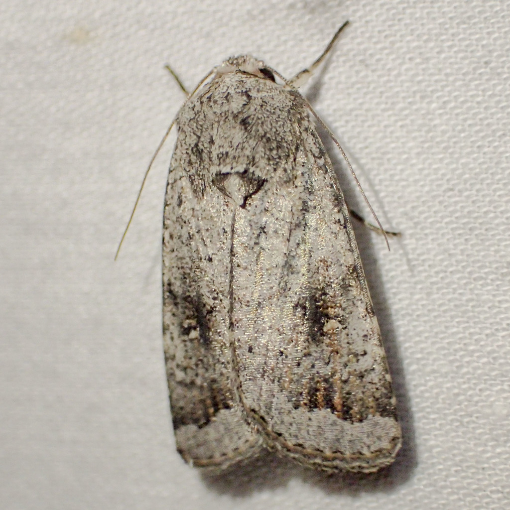 Proteuxoa amaurodes