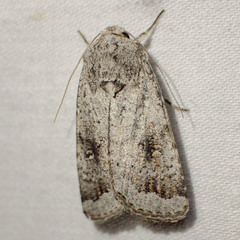 Proteuxoa amaurodes