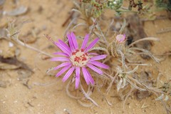 Atractylis prolifera