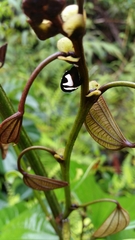 Membracis foliatafasciata