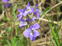 Viola collina
