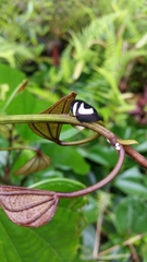 Membracis foliatafasciata