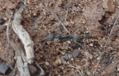 Ophthalmopone hottentota