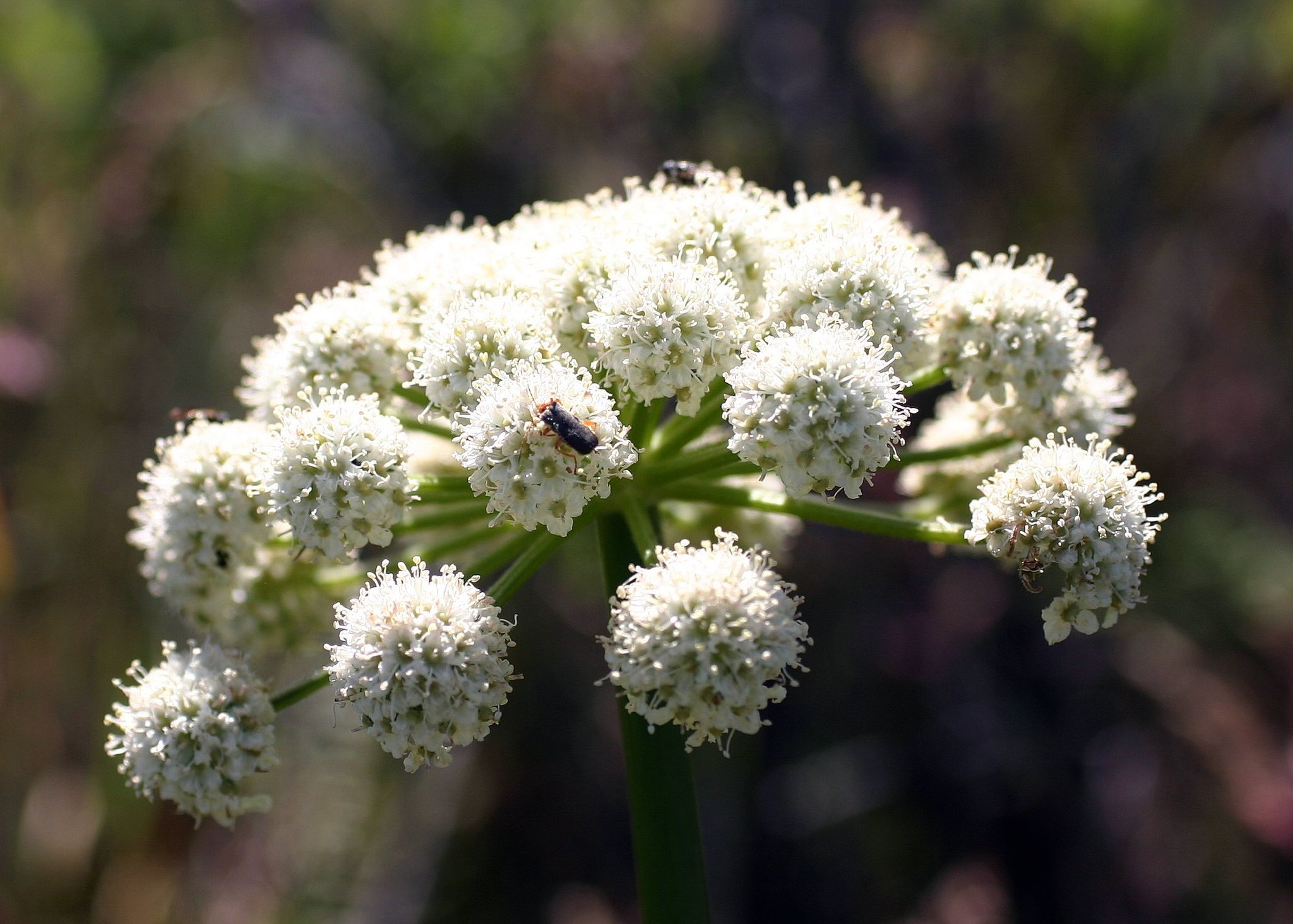 Angelica hendersonii
