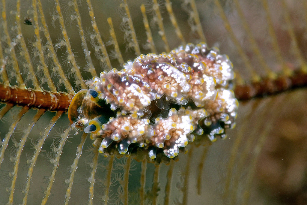 Sciurella