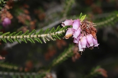 Erica terminalis