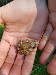 Rana temporaria
