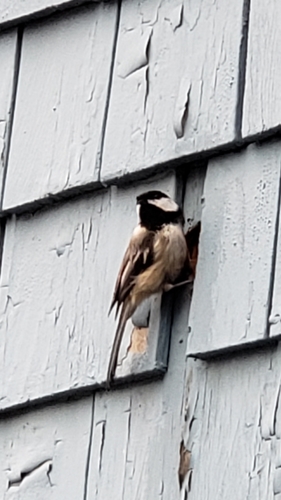 Paridae image