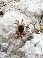 Cyclograpsus punctatus