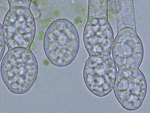 Golovinomyces asperifolii