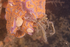 Oncinopus neptunus