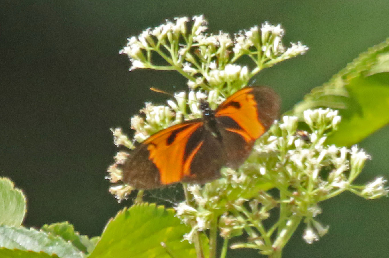 Eueides lampeto image