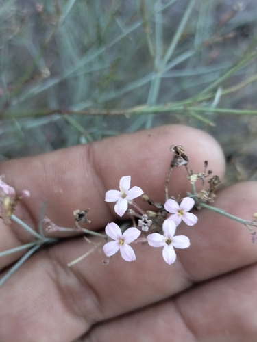Image of Stenotis brevipes by no rights reserved