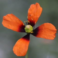 Papaver heterophyllum
