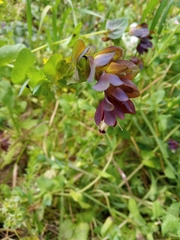 Cerinthe retorta