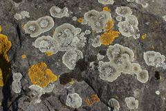 Protoparmeliopsis muralis