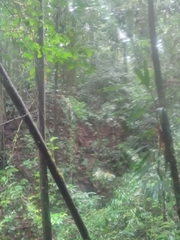 Crypturellus cinereus