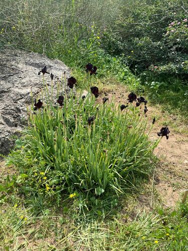 Image of Iris atropurpurea by (c) shahar chaikin, some rights reserved (CC BY)
