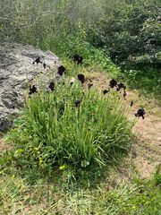 Iris atropurpurea, photograph (c) shahar chaikin, some rights reserved (CC BY)