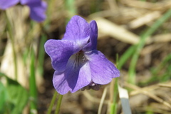 Viola collina