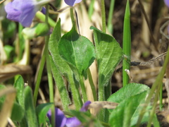 Viola collina