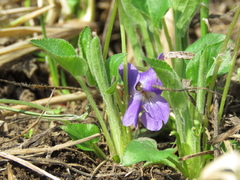 Viola collina