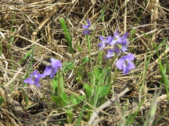 Viola collina