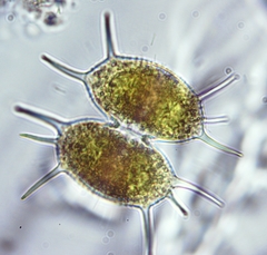 Xanthidium antilopaeum