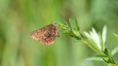 Callophrys eryphon