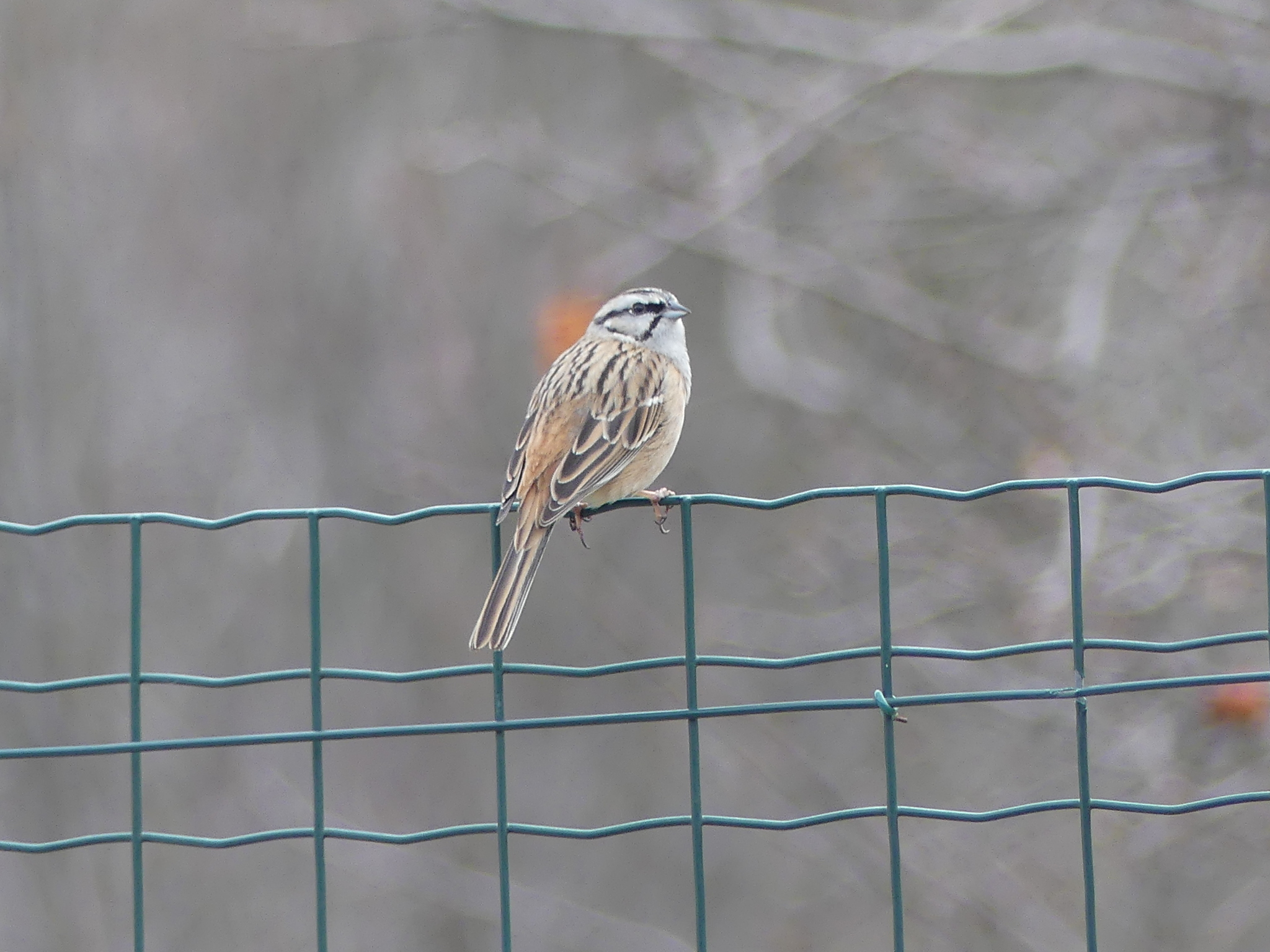 Rock Bunting