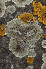 Protoparmeliopsis muralis