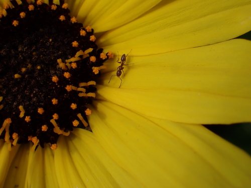 iNaturalist observation photo of Argentine Ant