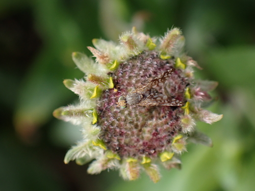 iNaturalist observation photo of Sunflower Seed Maggot