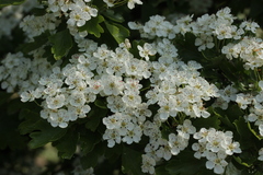 Crataegus
