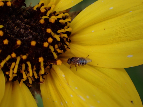 iNaturalist observation photo of Grass Flies