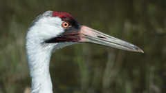 Whooping Crane photo 2