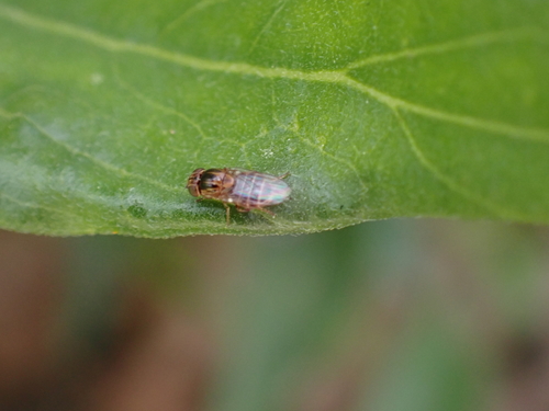 iNaturalist observation photo of Thaumatomyia glabra