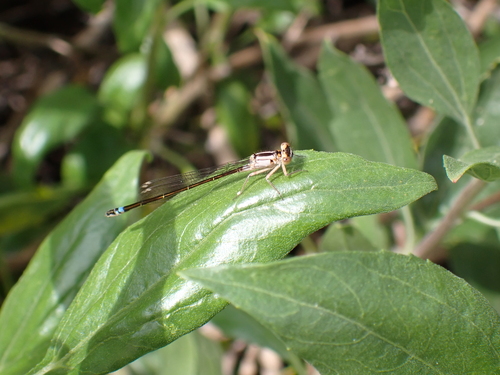 iNaturalist observation photo of Pacific Forktail